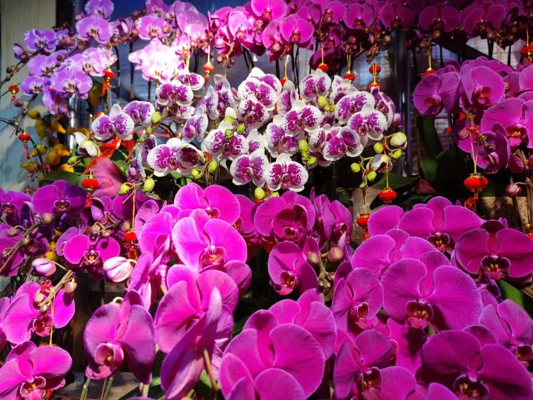 買年花 迎新春|快來花地灣古玩城安排上！