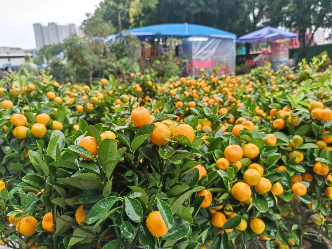 買年花 迎新春|快來花地灣古玩城安排上！