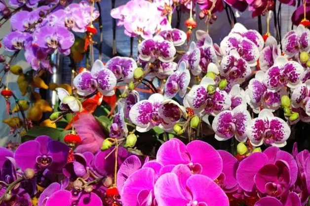 買年花 迎新春|快來(lái)花地灣古玩城安排上！