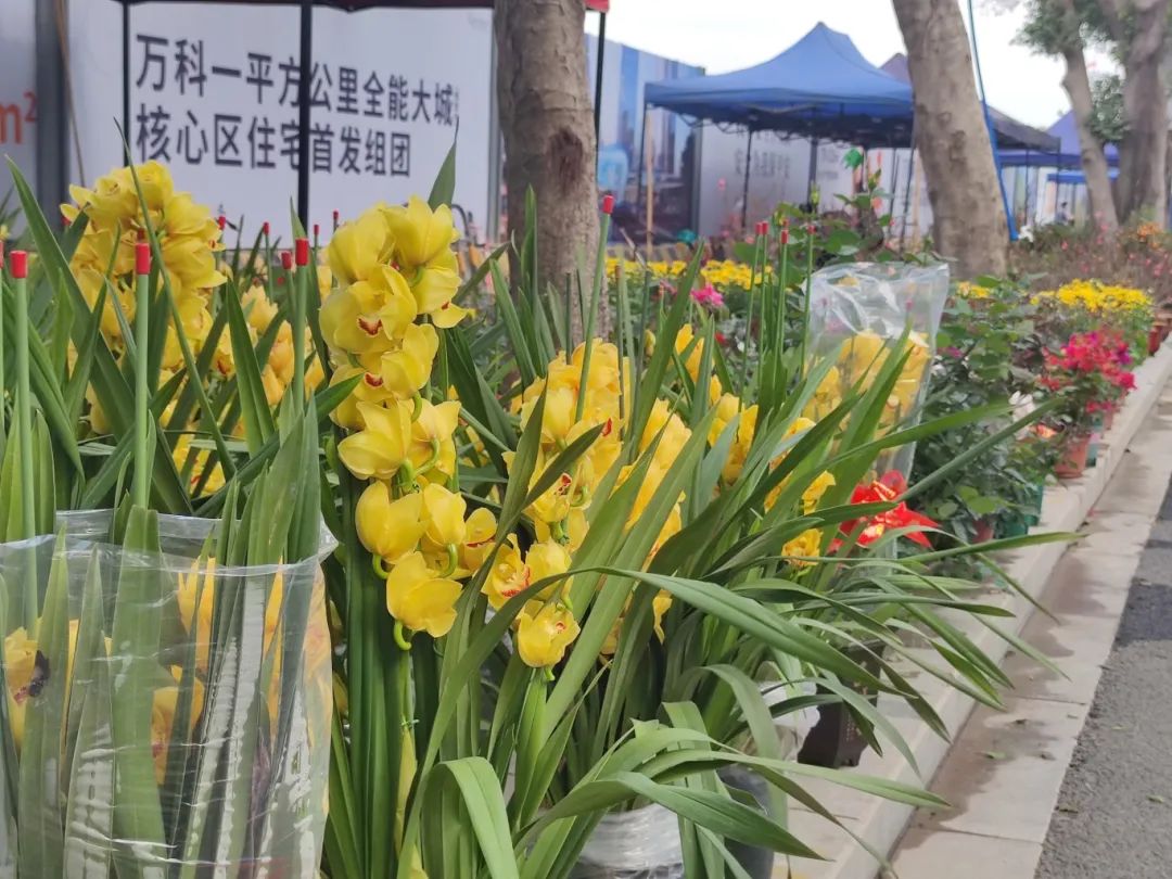 買年花過大年！花地灣古玩城迎春花市開鑼啦！