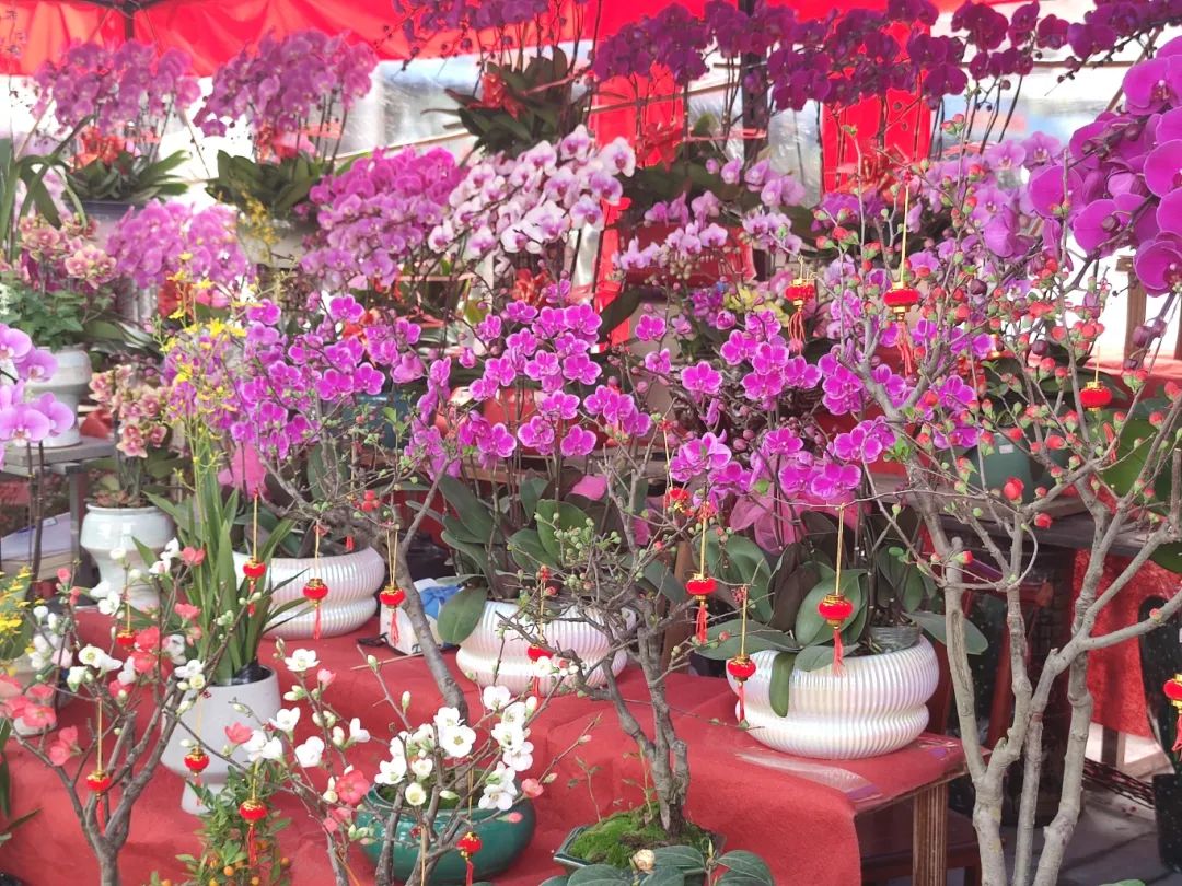 買年花過大年！花地灣古玩城迎春花市開鑼啦！